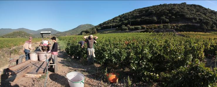 Picture of grapevines and people working